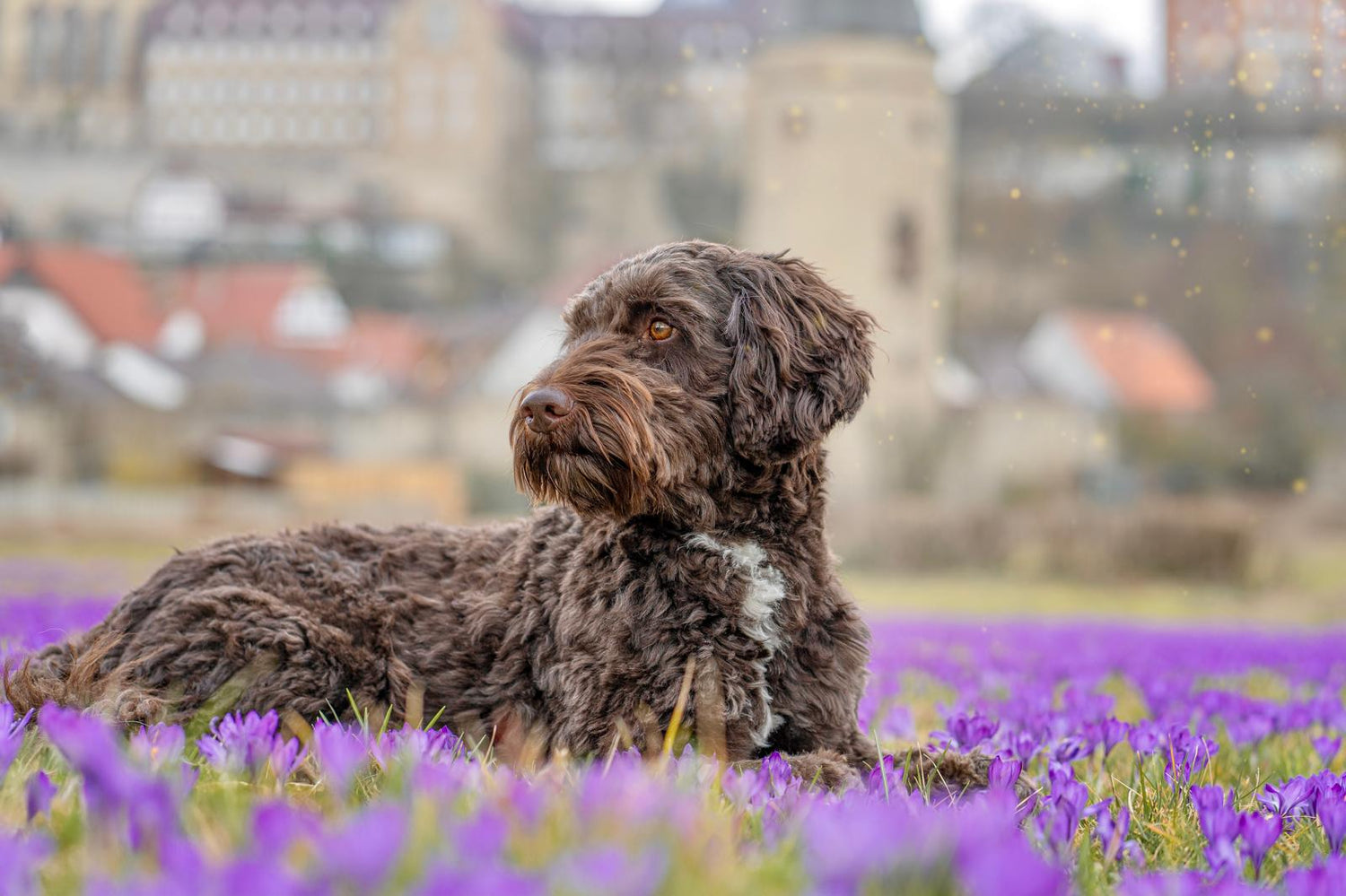 Hundezeit