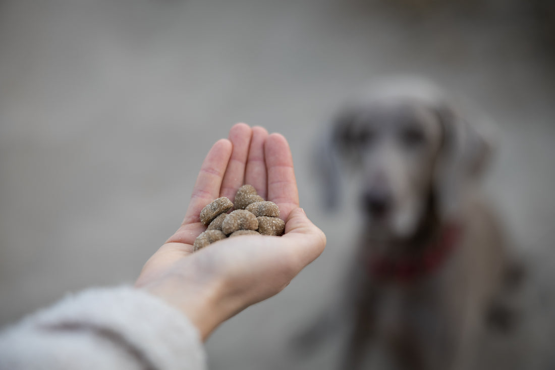 DoggyLove - GLOSSY HAIR