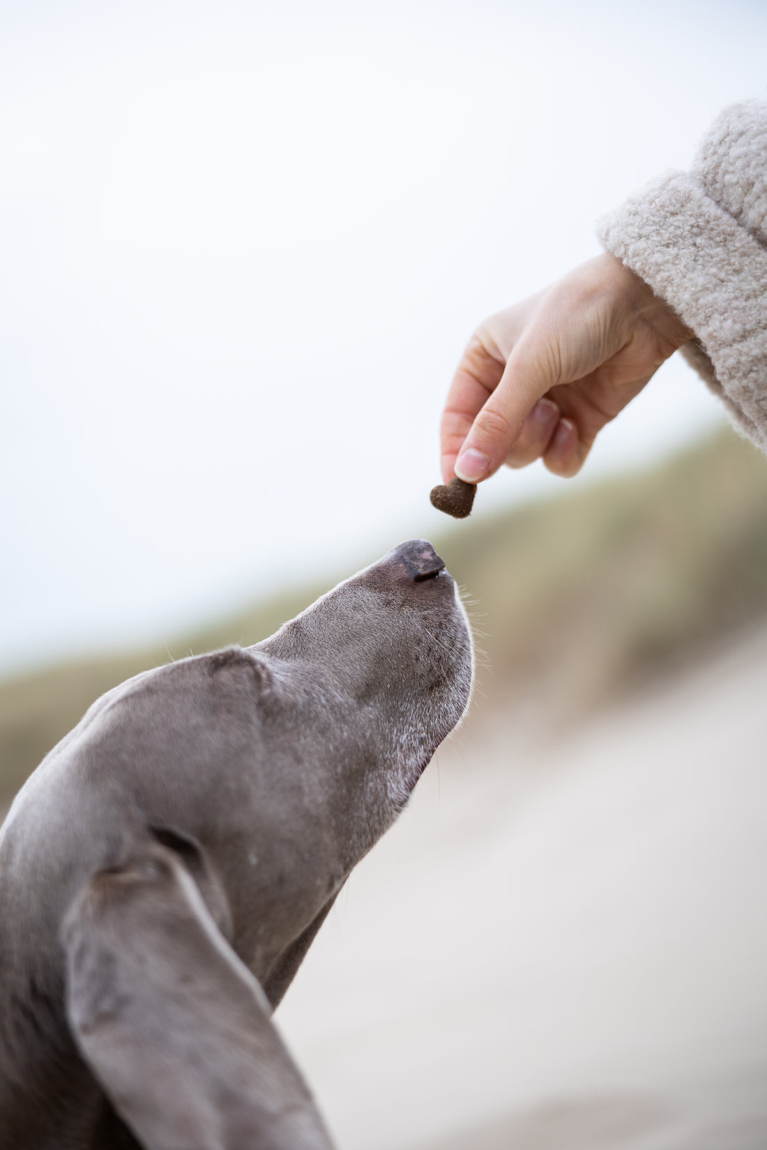 DoggyLove - SPORT SUPPORT